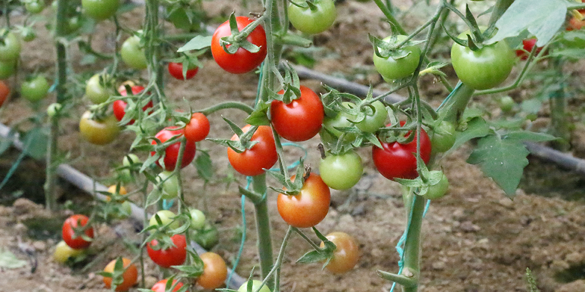 Örtüaltı üretimde Antalya bölgesinde hasat döneminin başlamasıyla birlikte başta domates olmak üzere birçok sebzenin fiyatında, yüzde 50'yi bulan düşüşler yaşanmaya başladı.