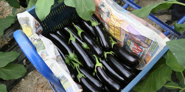 Örtüaltı üretimde hasat başladı; fiyatlar düştü