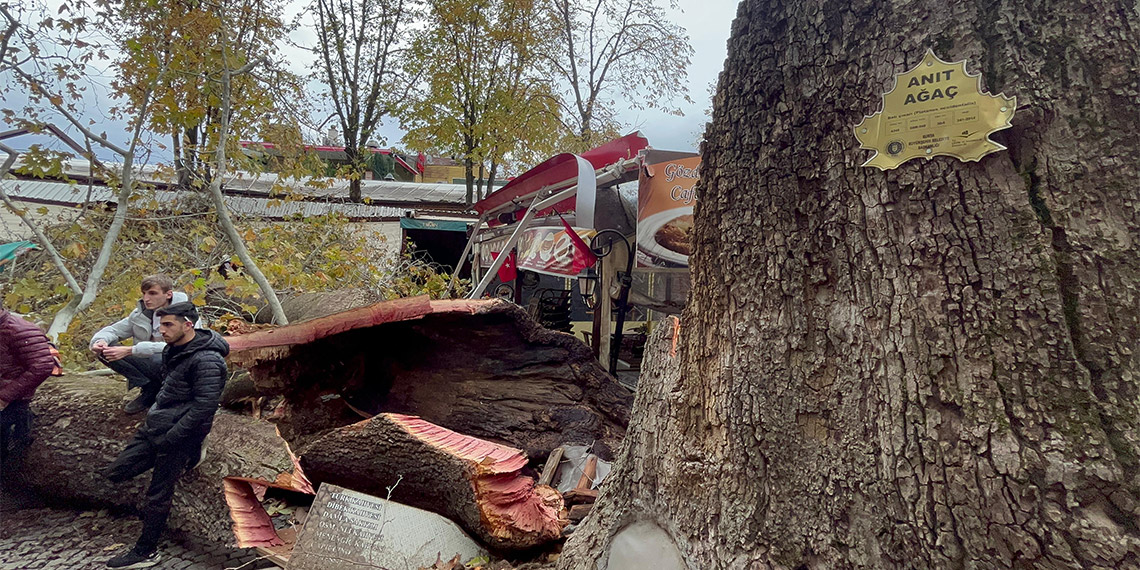 Bursa'da, 15’inci yüzyılda Osmanlı padişahı 2’nci Beyazıt tarafından yaptırılan Koza Han’ın avlusunda bulunan 250 yıllık tarihi anıt çınar, lodosun etkisiyle devrildi.