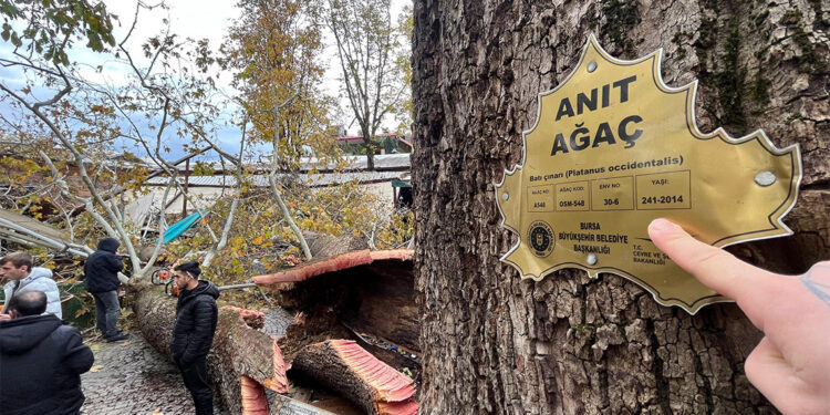 250 yıllık tarihi anıt çınar lodostan devrildi