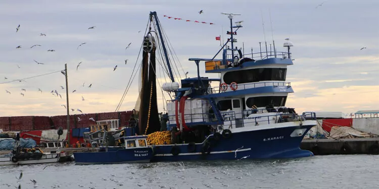 Tekirdağlı balıkçılar 12 ton kolyoz yakaladı