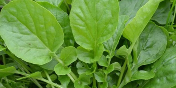 Terede ıspanaktan daha fazla demir var