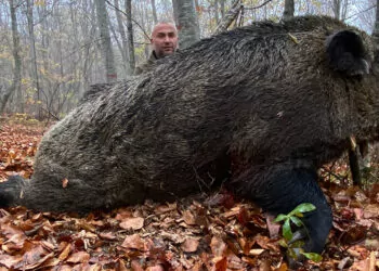 Avcılar, 459 kiloluk yaban domuzu avladı