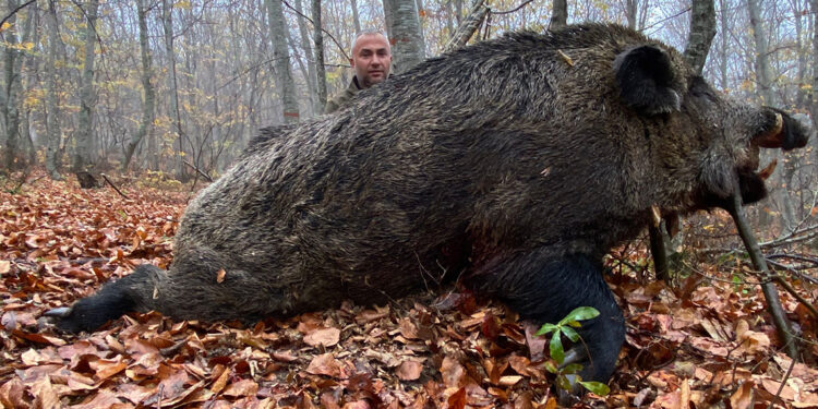 Avcılar, 459 kiloluk yaban domuzu avladı
