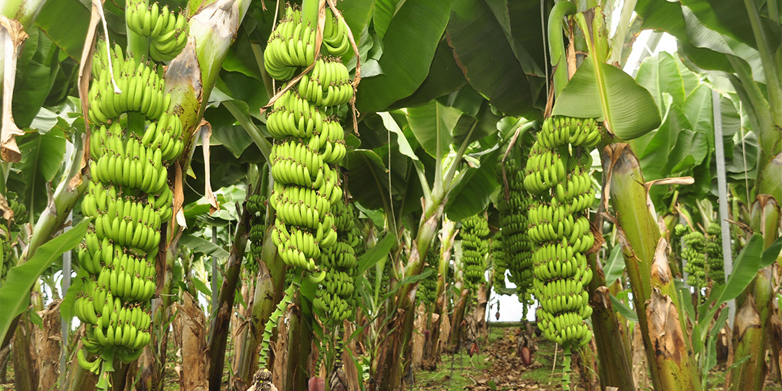 Tropik meyveler yer altı sularını yok ediyor, bize para değil; su lazım