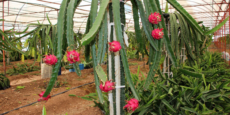 Tropik meyveler yer altı sularını yok ediyor, bize para değil; su lazım