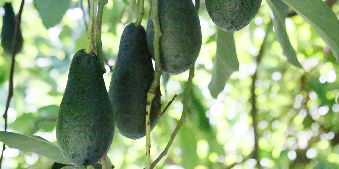 TTKD Bilim Danışmanı Dr. Erol Kesici, "Tropik meyveler yer altı sularını yok ediyor, üretimi durdurulsun, bu bitkileri dikenler, ülkemizi ve geleceği düşünmelidir. Bize para değil; su lazım" dedi.