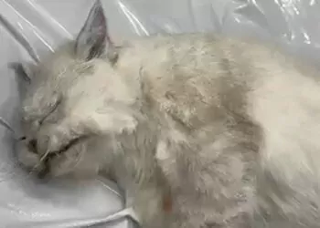 Veteriner kliniğinde ihmal iddiası; ölen kedisini otopsiye gönderdi