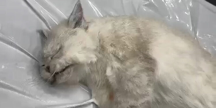 veteriner kliniğinde ihmal iddiası; ölen kedisini otopsiye gönderdi