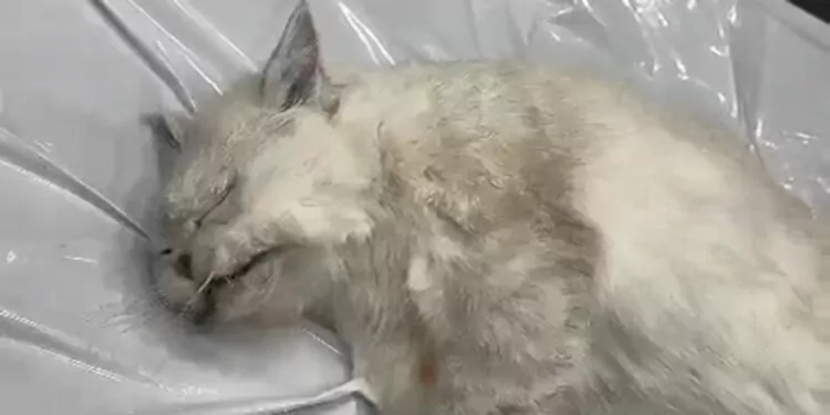 Veteriner kliniğinde ihmal iddiası; ölen kedisini otopsiye gönderdi
