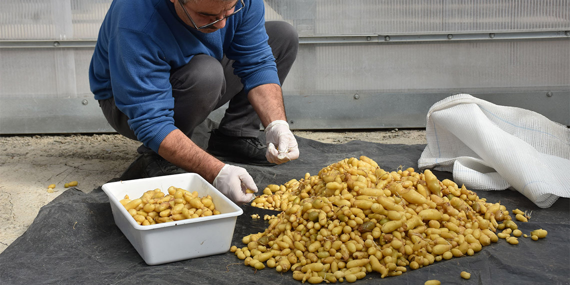 Milli patatesler 12 yıllık bir süreçten geçiyor