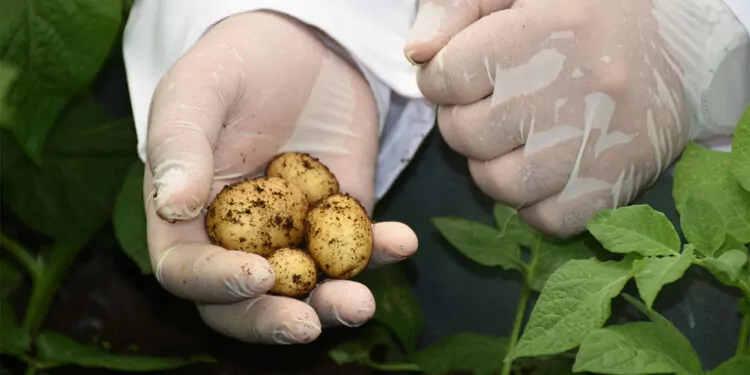 Milli patatesler 12 yıllık bir süreçten geçiyor