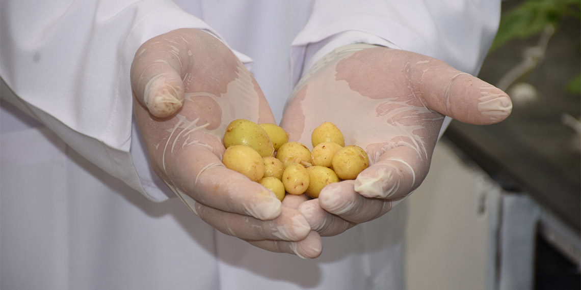 Niğde Patates Araştırma Enstitü Müdürlüğü'nce geliştirilen yerli ve milli patatesler 12 yıllık bir süreçten geçiyor.