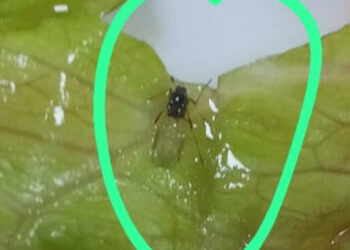 Yurtta 'yemekten böcek çıktı' iddiasına soruşturma