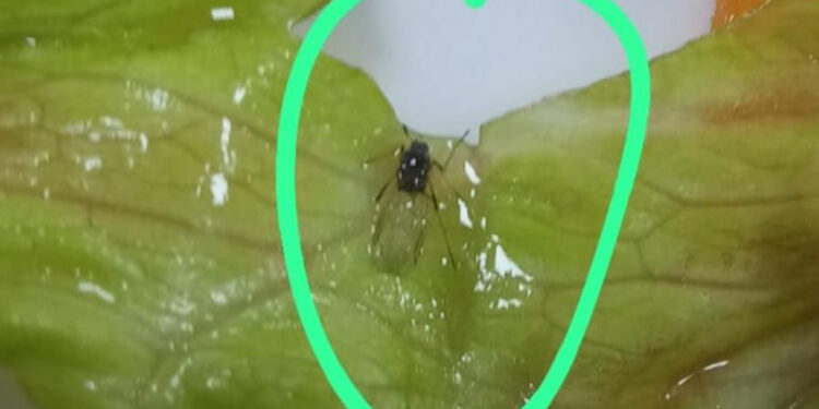 Yurtta 'yemekten böcek çıktı' iddiasına soruşturma