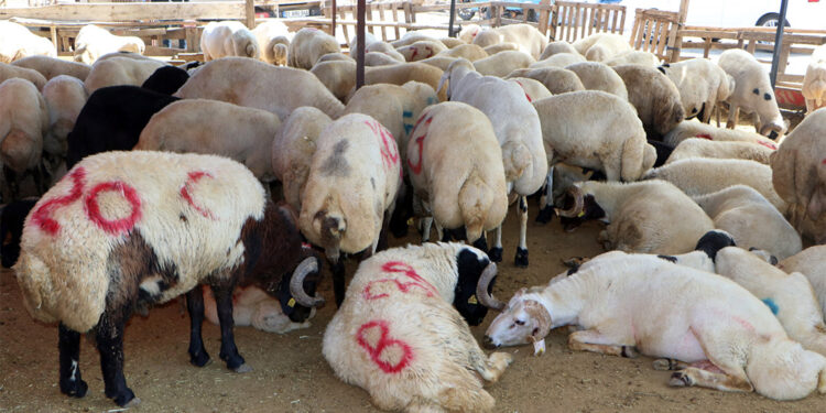 Hayvancılığı geliştirecek mesleği asla bırakmayın