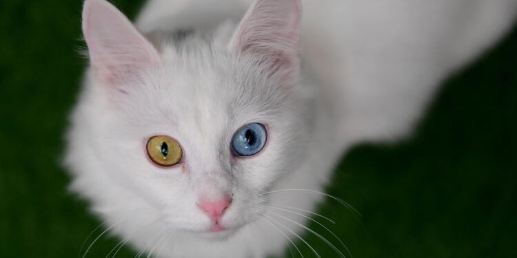 2023 yılı sezonunu 145 yavru Van kedisi ile kapattık