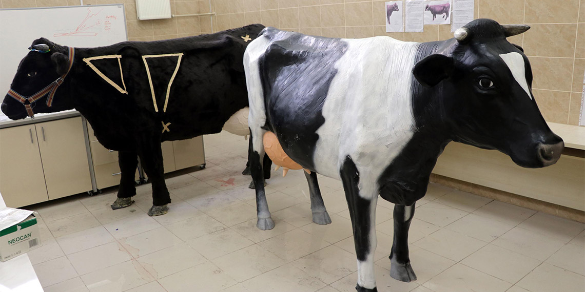 3D yazıcı ile 3 farklı simülatör inek üretti