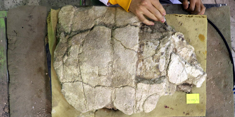 7,5 milyon yıllık kaplumbağa fosili ayaklandırılacak