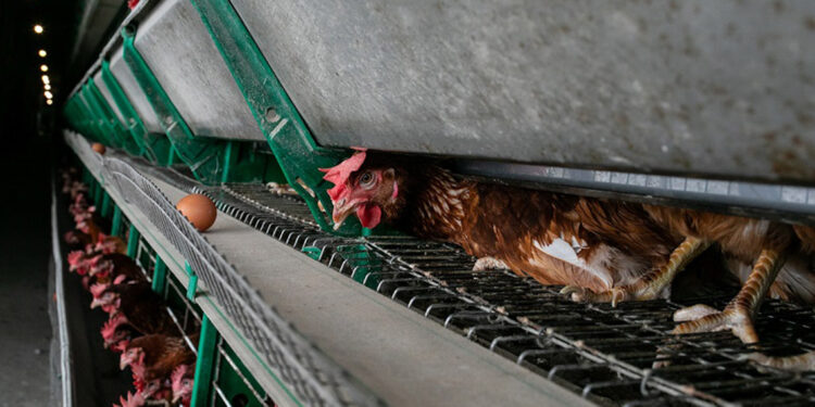 98 firmadan 59'u kafes yumurtasını terk edeceğini açıkladı