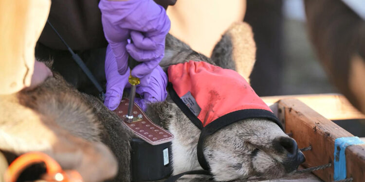 ABD’de 1200 geyiğe GPS takıldı