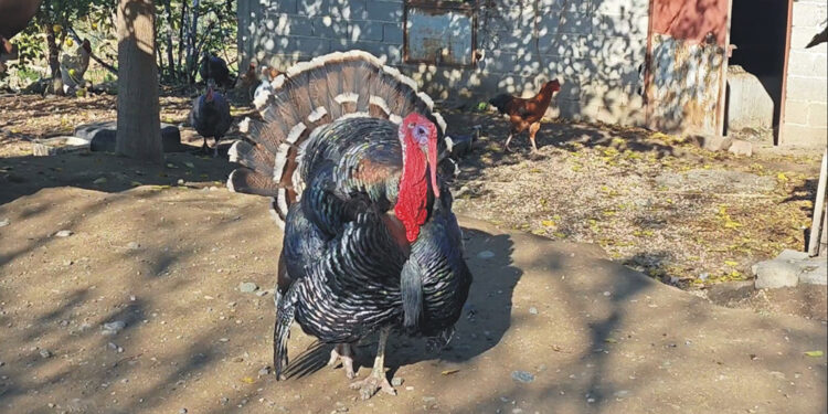 Ana yadigarı hindi, emekli hayvan çiftliğine verildi