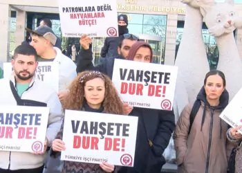 Ankara'da sokak köpeklerinin toplanmasına tepki