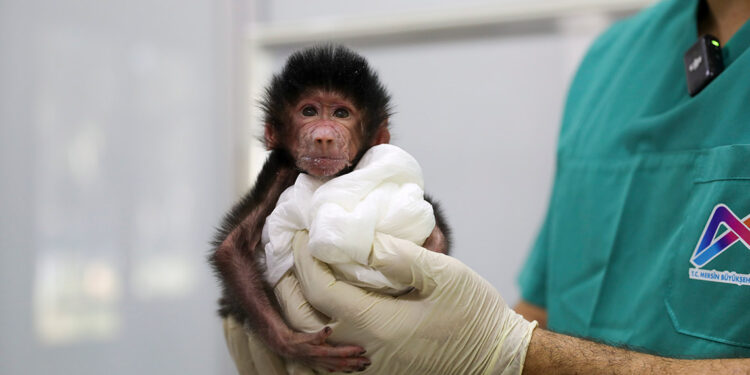 Annesi 'Nazo'nun sahip çıkmadığı babuna bakıyor