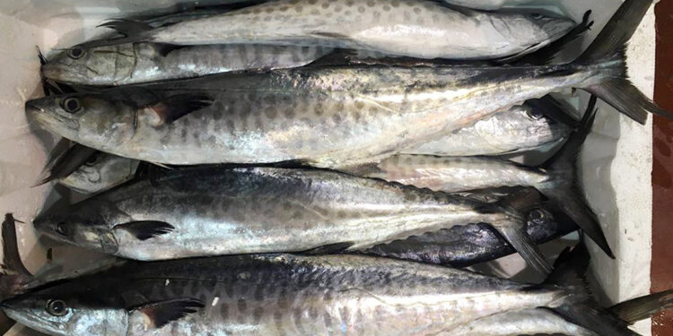 Antalya Körfezi'nde hamsi sevinci