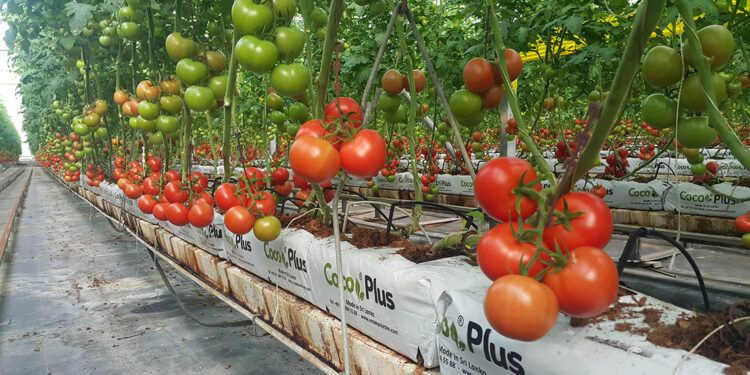 Antalya topraksız örtü altı tarımda da zirvede