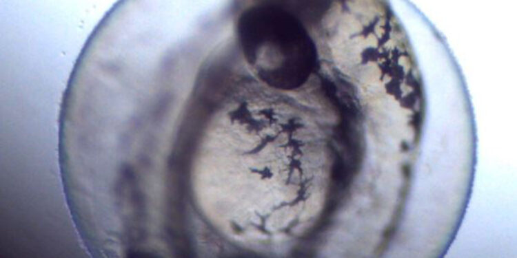 Atık ilaçların insan sağlığına etkisi araştırılıyor