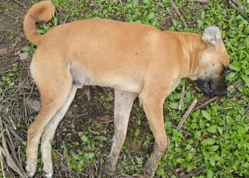 Aydın'da köpek ölümleri artıyor; sayı 30'a çıktı
