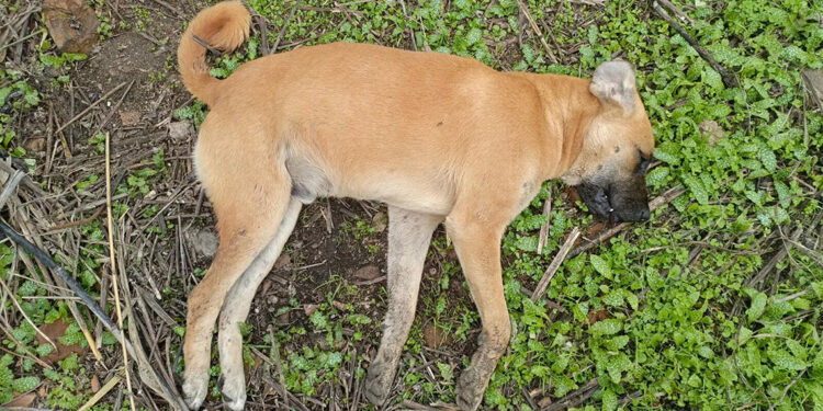 Aydın'da köpek ölümleri artıyor; sayı 30'a çıktı