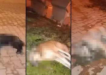 Aydın'da zehirlenen 5 sokak köpeği öldü