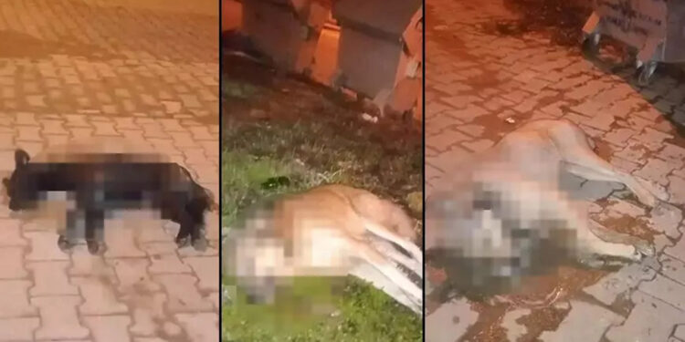 Aydın'da zehirlenen 5 sokak köpeği öldü