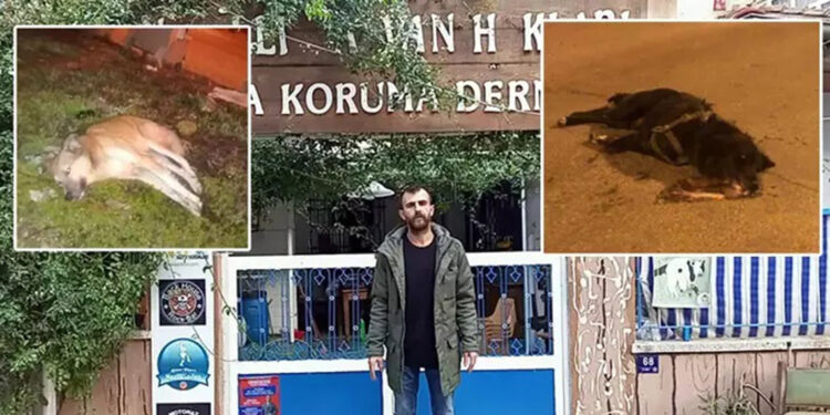 Aydın'da zehirlenen köpek sayısı 9'a çıktı
