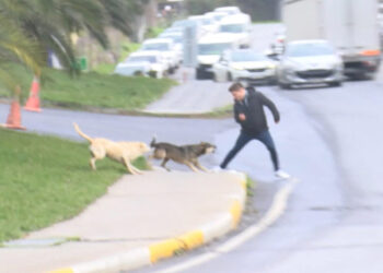 Bağcılar'da başıboş köpekler yoldan geçenlere saldırdı