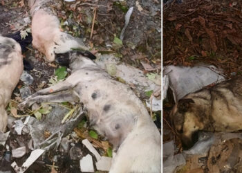 Çöplükte çok sayıda kedi ve köpek ölüsü bulundu