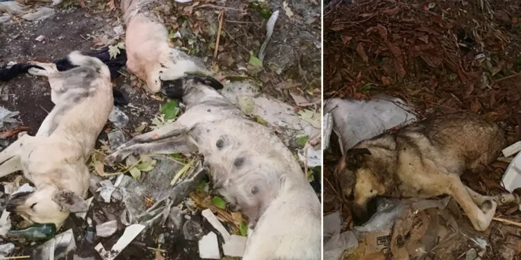 Çöplükte çok sayıda kedi ve köpek ölüsü bulundu