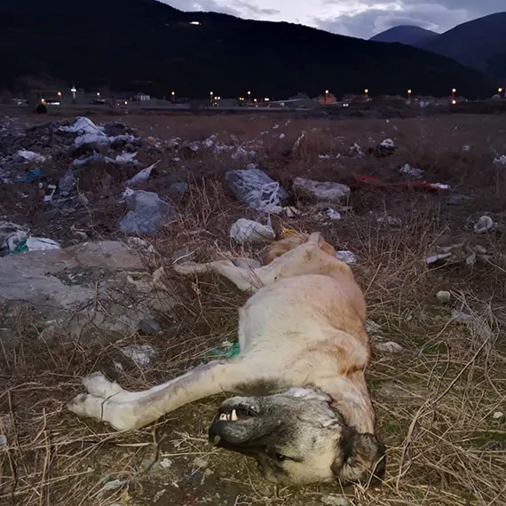 Coplukte cok sayida kedi ve kopek olusu bulunduc - öne çıkan - haberton