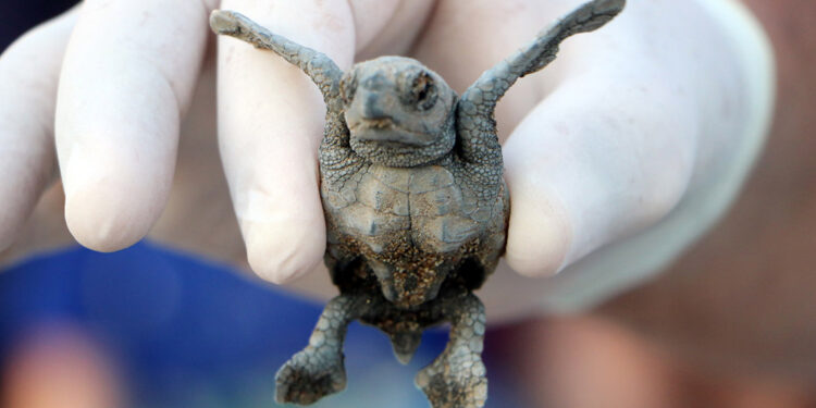 Denize ulaşan yavru caretta sayısı iki kat arttı