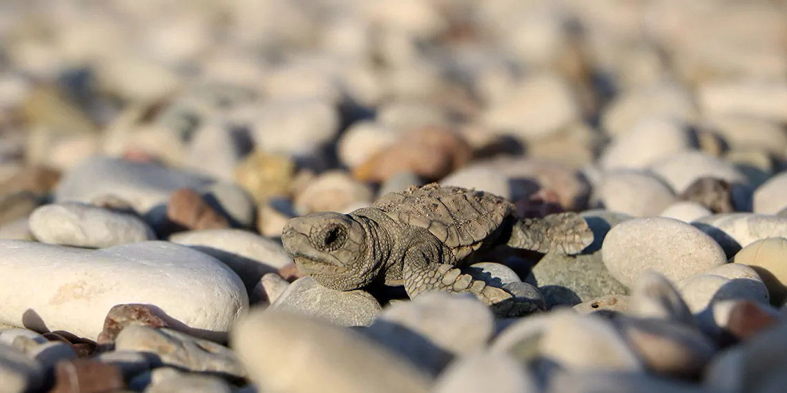 Denize ulasan yavru caretta sayisi iki kat arttid - öne çıkan - haberton