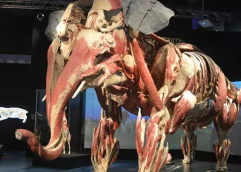 'gerçek hayvanların anatomi sergisi' i̇stanbul’da açıldı