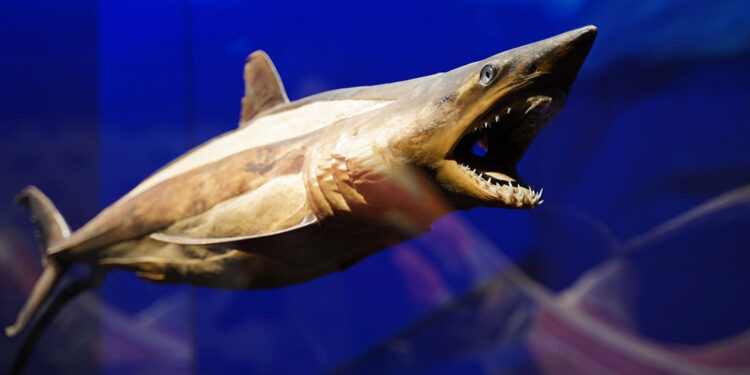 Gerçek Hayvanların Anatomi Sergisi’nin ziyaret tarihi uzatıldı