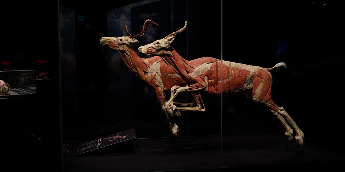 Gerçek Hayvanların Anatomi Sergisi’nin ziyaret tarihi uzatıldı