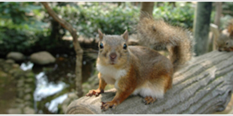 Hayvanat bahçesinde ilaçlama sonrası 31 sincap öldü