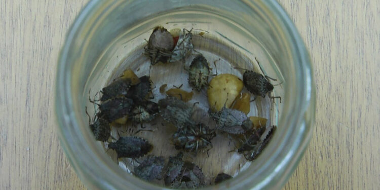 Kahverengi kokarca, fındık rekoltesine yüzde 10 zarar verdi