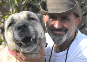Kangal köpekleri dünyada safkan ırk olarak kabul görmüyor