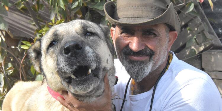 Kangal köpekleri dünyada safkan ırk olarak kabul görmüyor