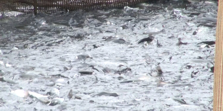 Karadeniz Türk somonu ihracatı 2 milyar dolara çıktı